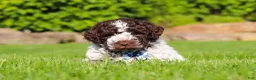 Lagotto Romagnolo dogs for sale: Riley - Ad 4