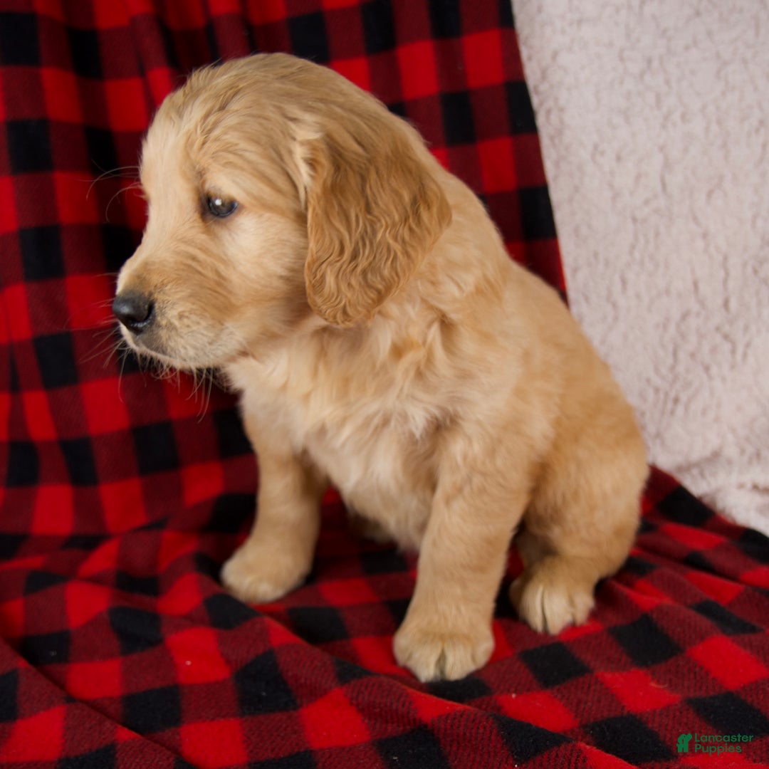 Golden Retriever dogs for sale: Theo - Ad 6