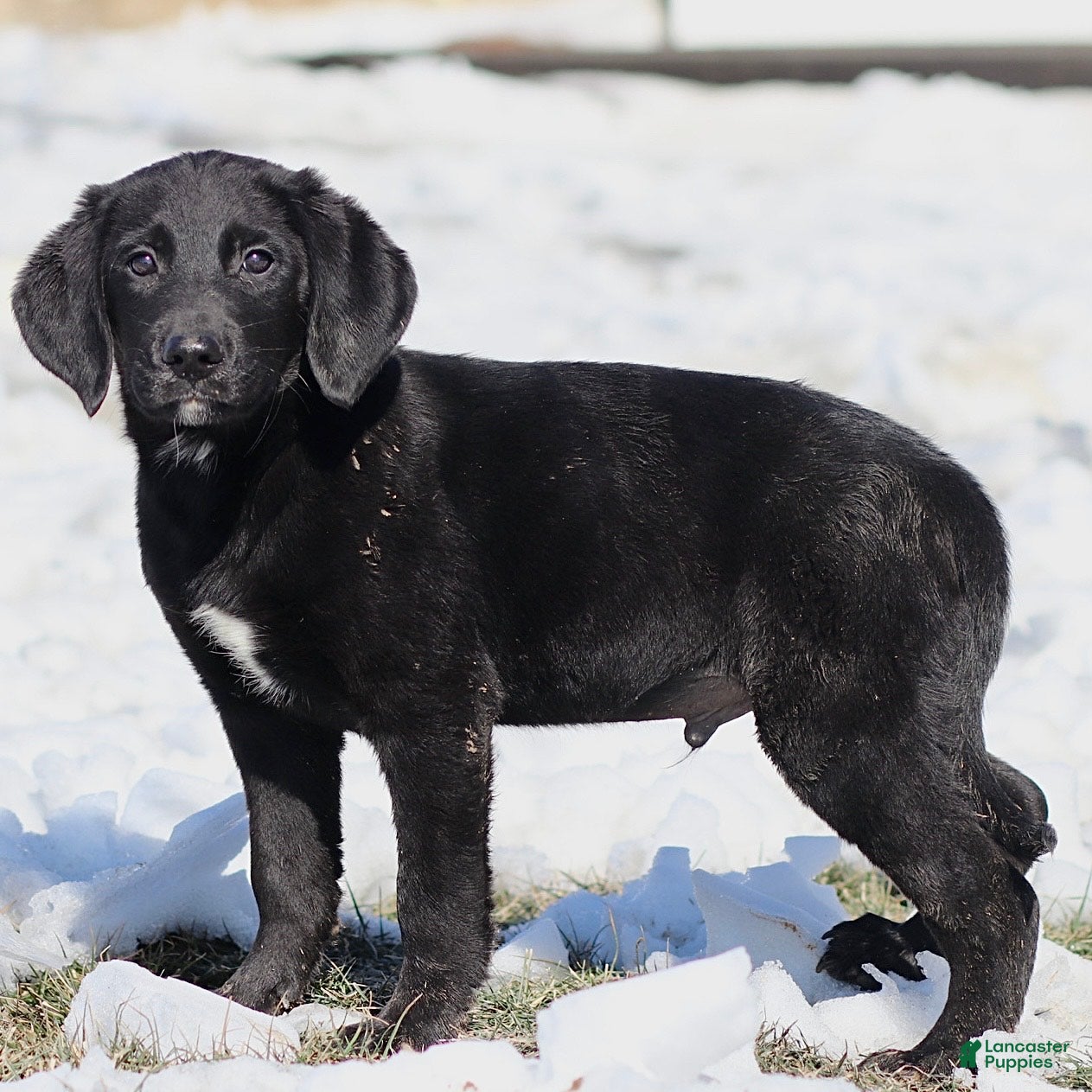 Mixed Breed dogs Lenny - Ad 1
