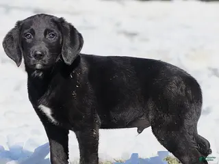 Mixed Breed dogs for sale: Lenny - Ad 2