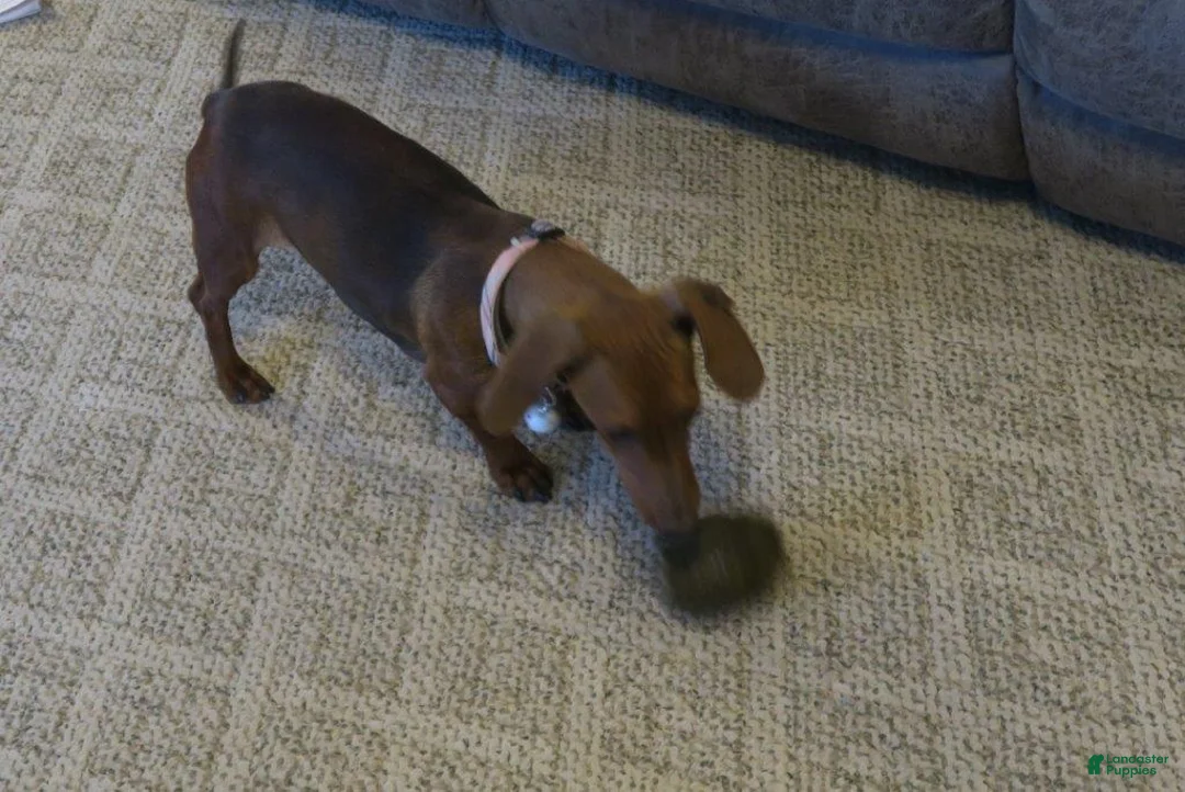 Dachshund dogs for sale: Taza - Ad 2