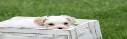 Mixed Breed dogs for sale: Mixed Breed Puppy 1 - Ad 3