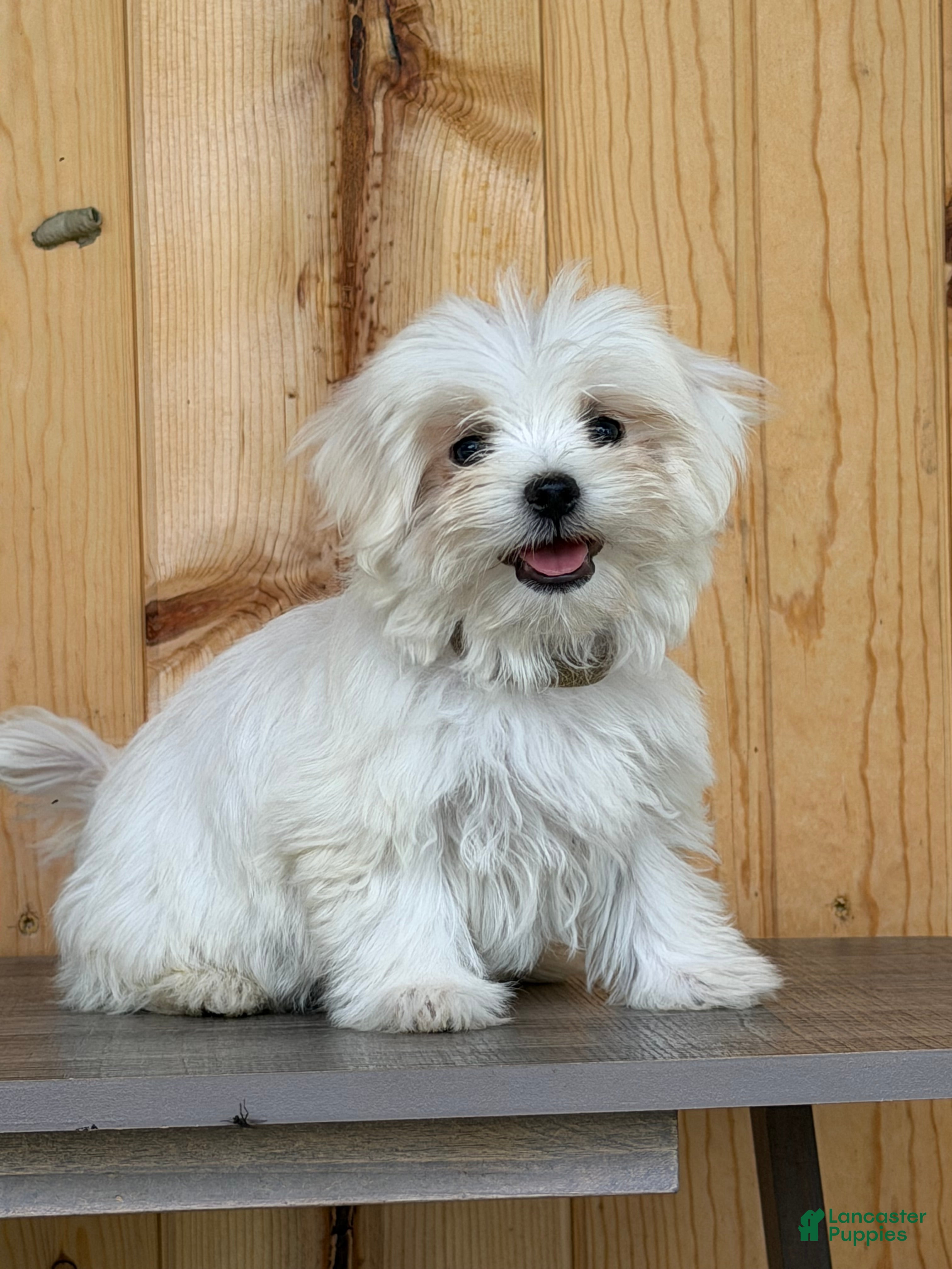 Maltese dogs Twila - Ad 2