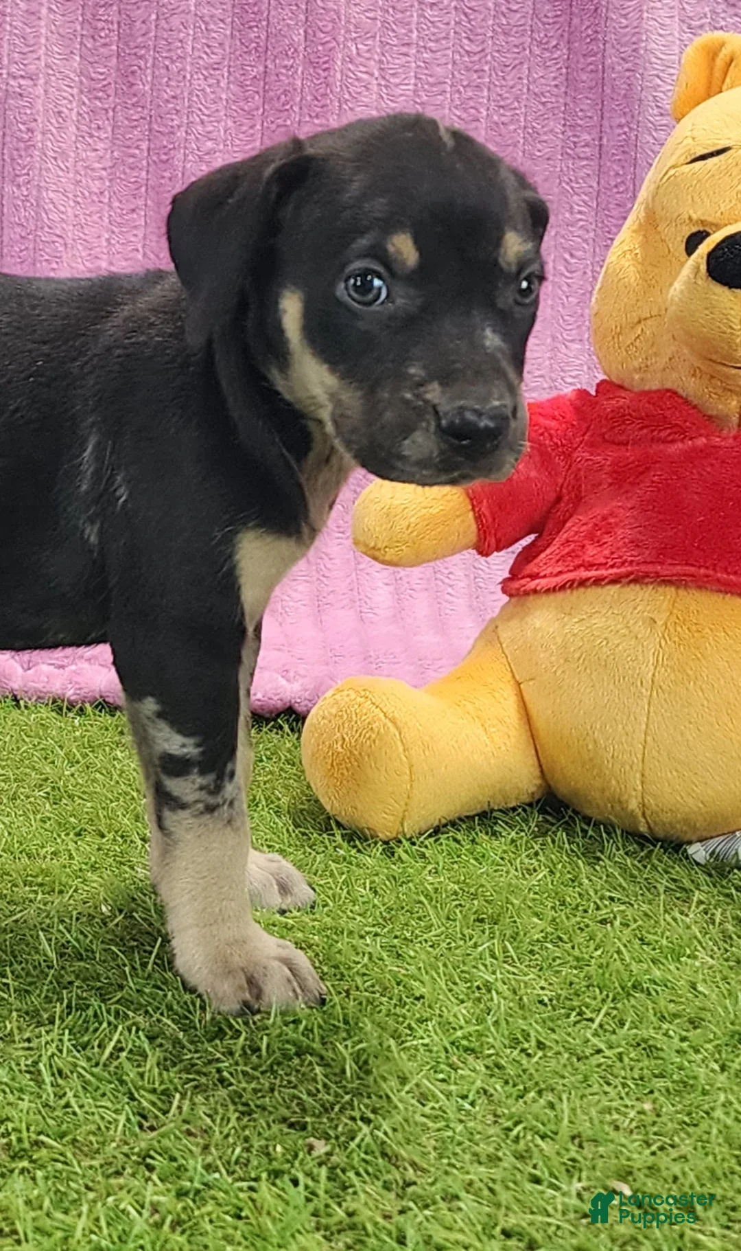 Catahoula Leopard Dog dogs for sale: Tess 2025 Female 4 - Ad 5