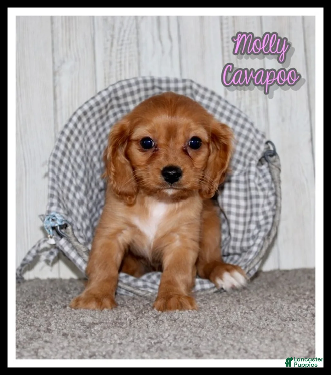 Cavapoo dogs for sale: Molly - Ad 1