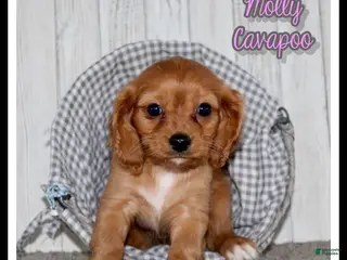 Cavapoo dogs Molly - Ad 26