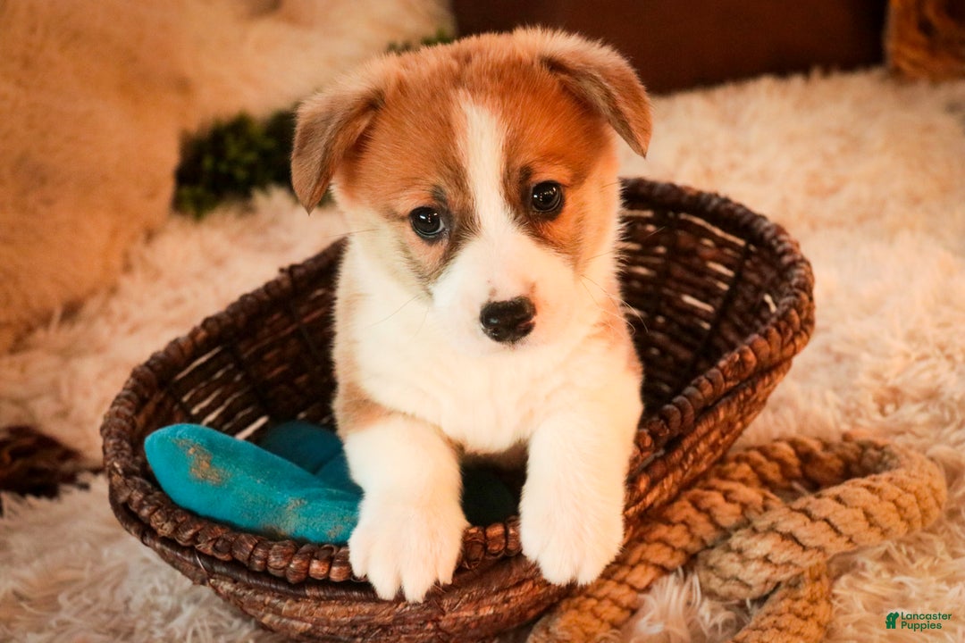 Welsh Corgi Pembroke dogs for sale: Toast - Ad 7