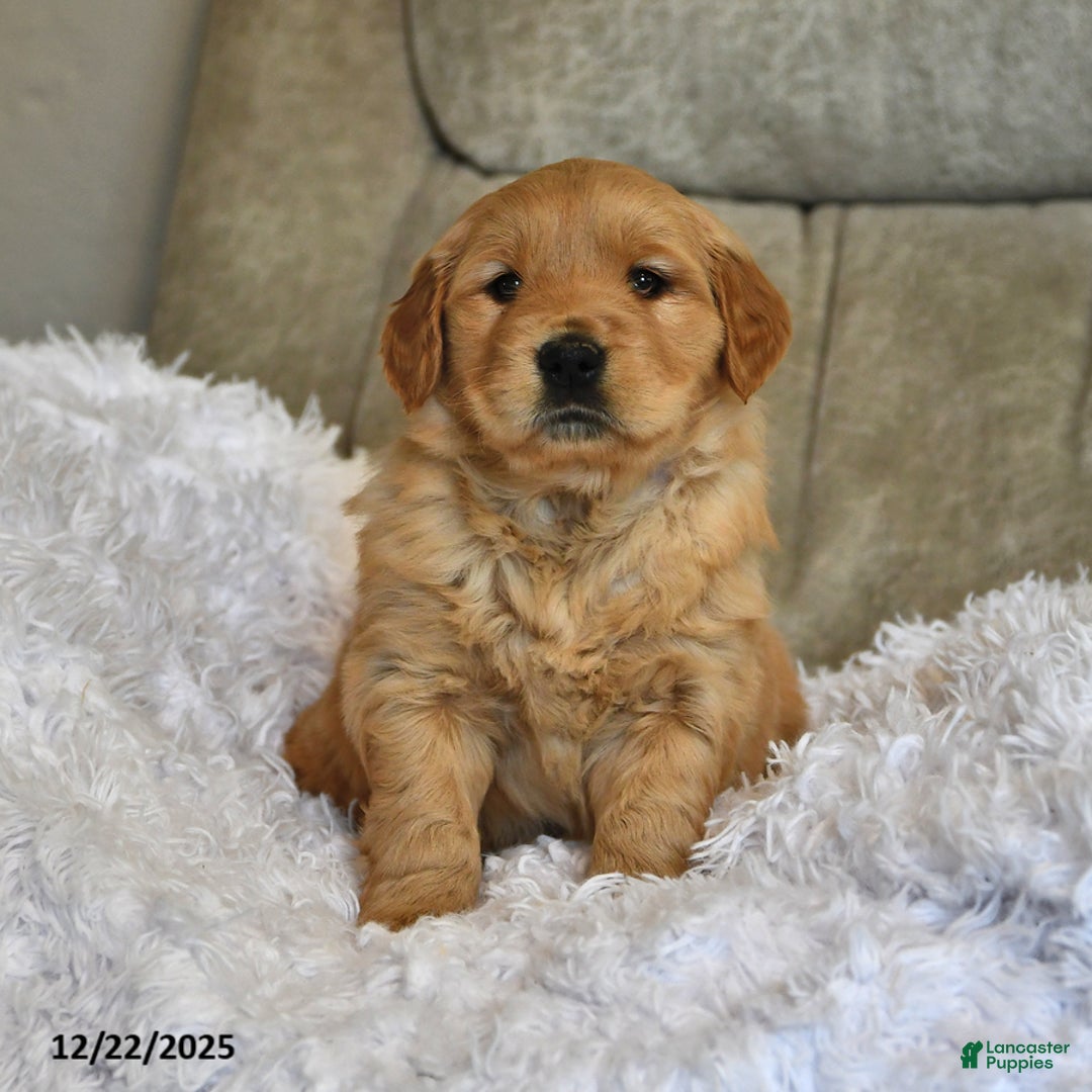 Golden Retriever dogs for sale: Sweet Pea - Ad 1