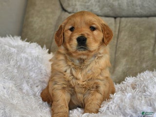 Golden Retriever dogs Sweet Pea - Ad 30