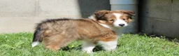 Shetland Sheepdog dogs for sale: Sibelius - Ad 5