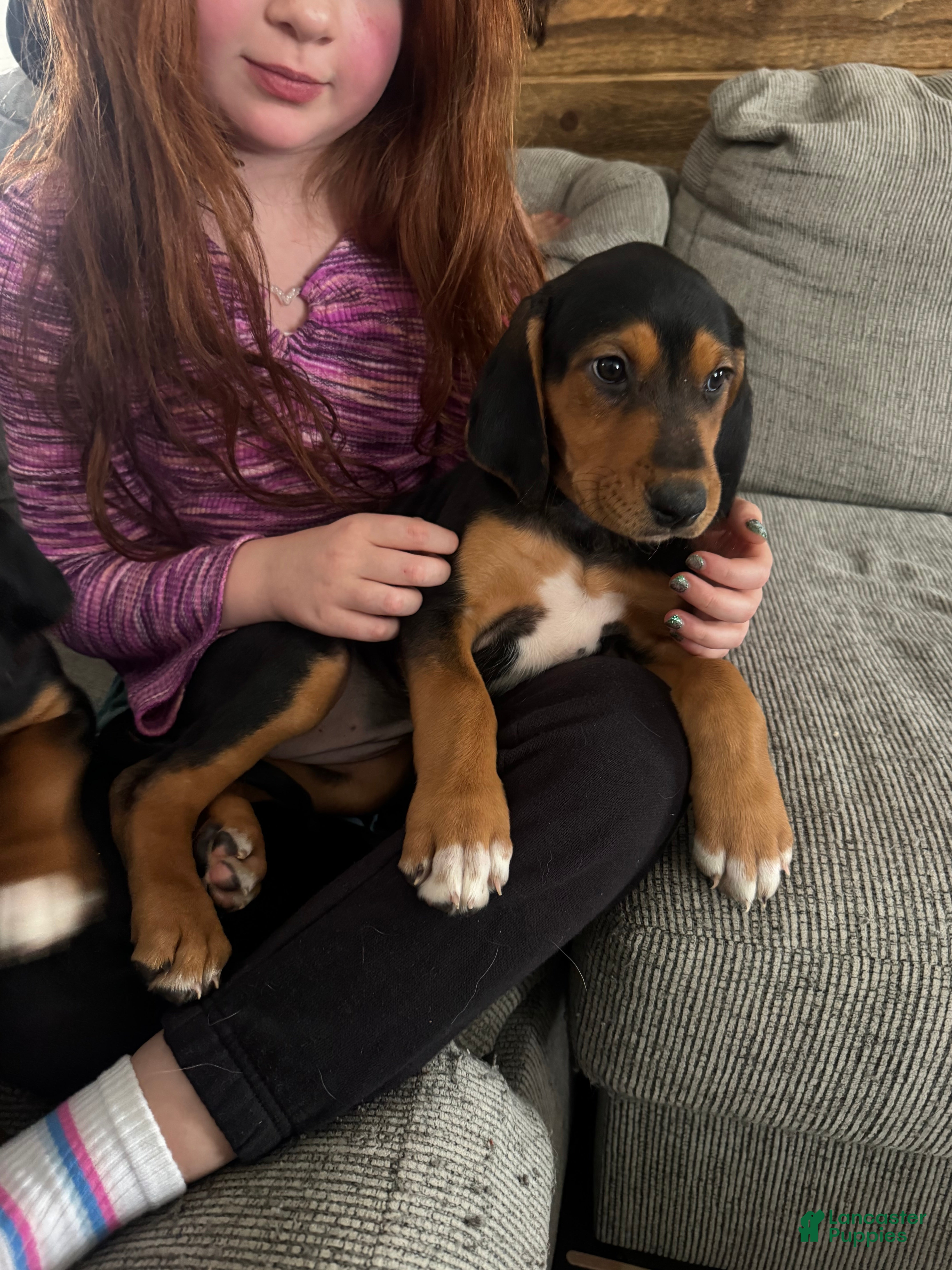 Mixed Breed dogs Mixed Breed Puppy 8 - Ad 32