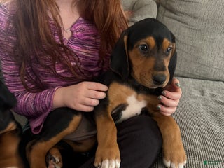 Mixed Breed dogs Mixed Breed Puppy 8 - Ad 32