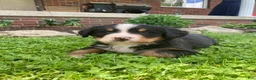 Bernese Mountain Dog dogs for sale: Jasper - Ad 5