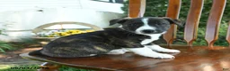 Mixed Breed dogs for sale: Jamian - Ad 3