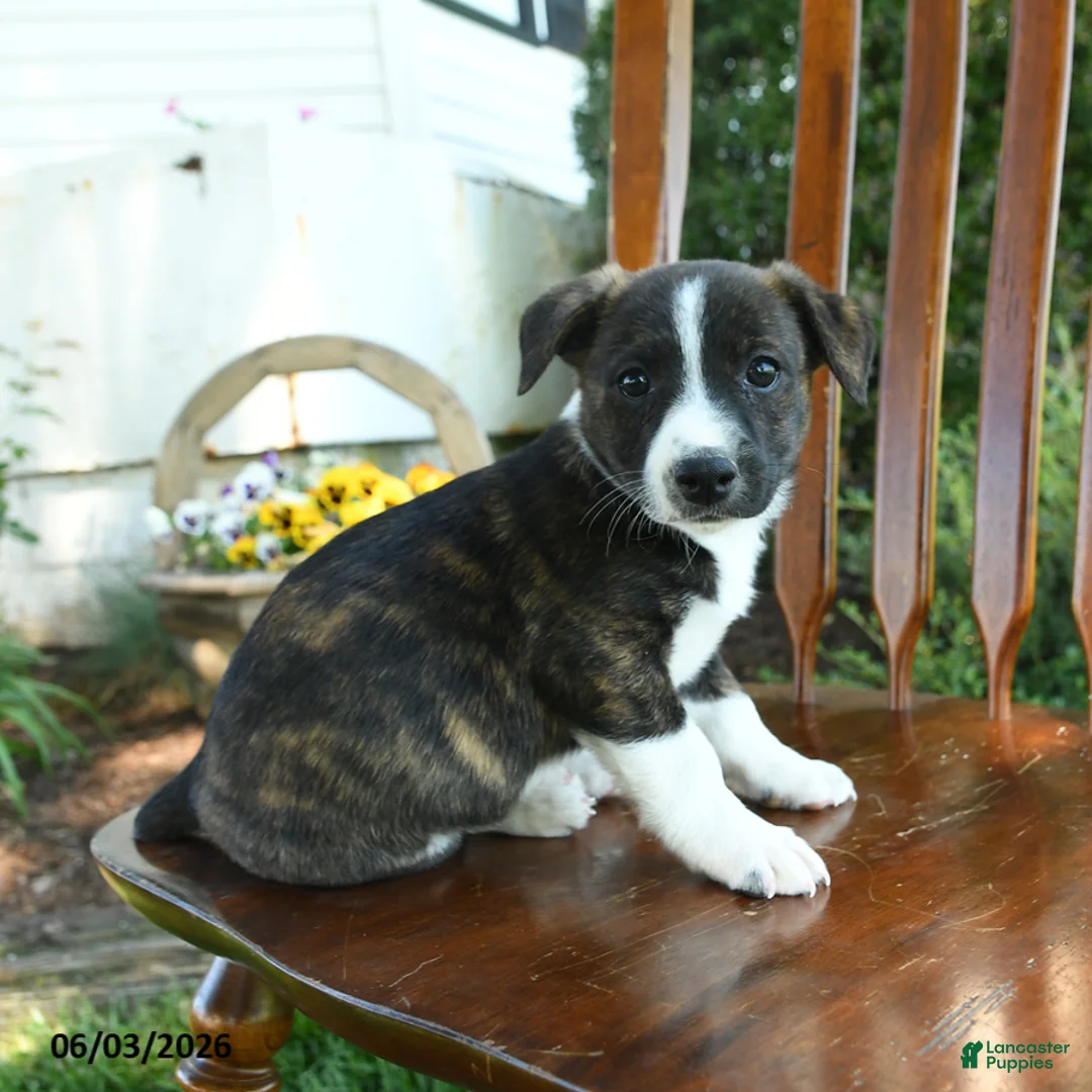 Mixed Breed dogs for sale: Jamian - Ad 3