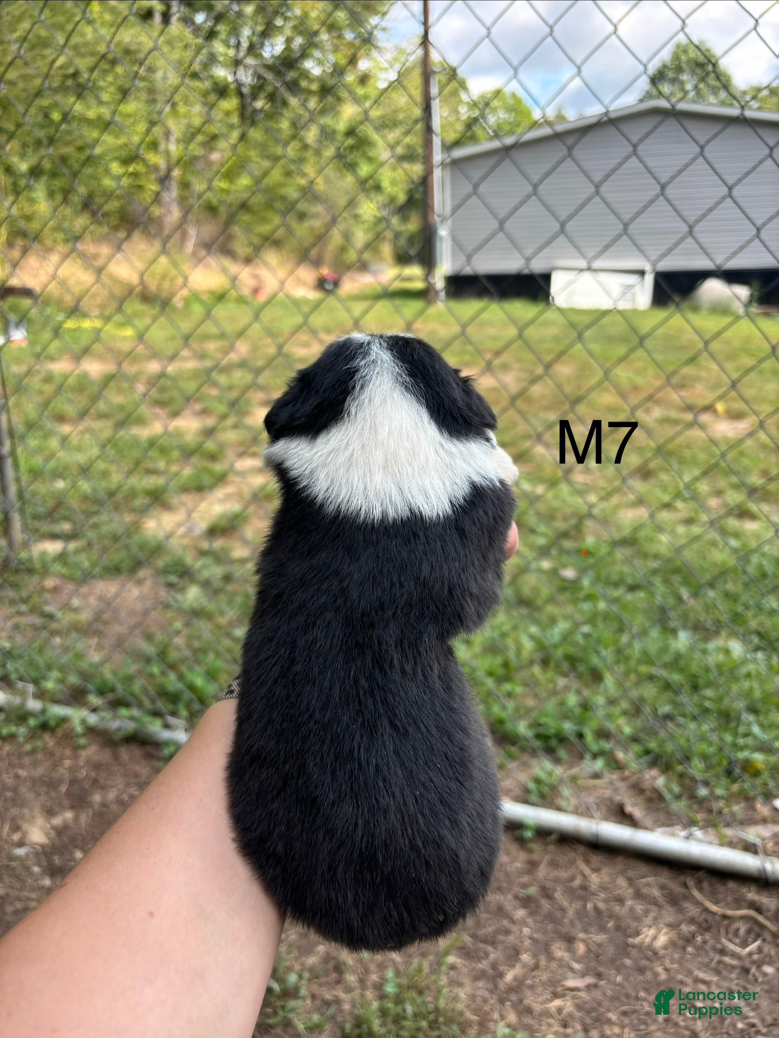 Mixed Breed dogs Mixed Breed 7 - Ad 2