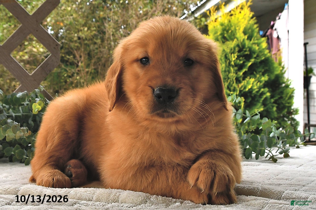 Golden Retriever dogs for sale: Maple   - Ad 2