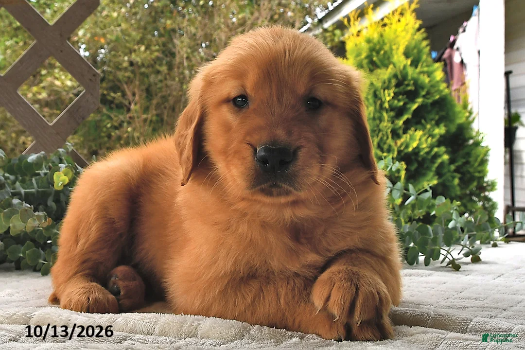Golden Retriever dogs for sale: Maple   - Ad 2