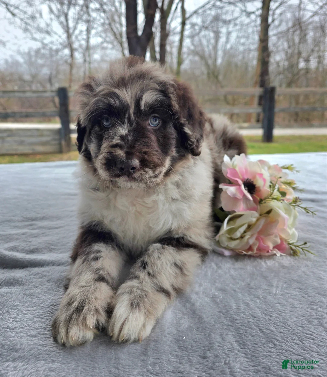 Newfypoo dogs for sale: Willie - Ad 2