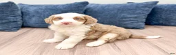 Mini Bernedoodle dogs for sale: Oakley - Ad 2