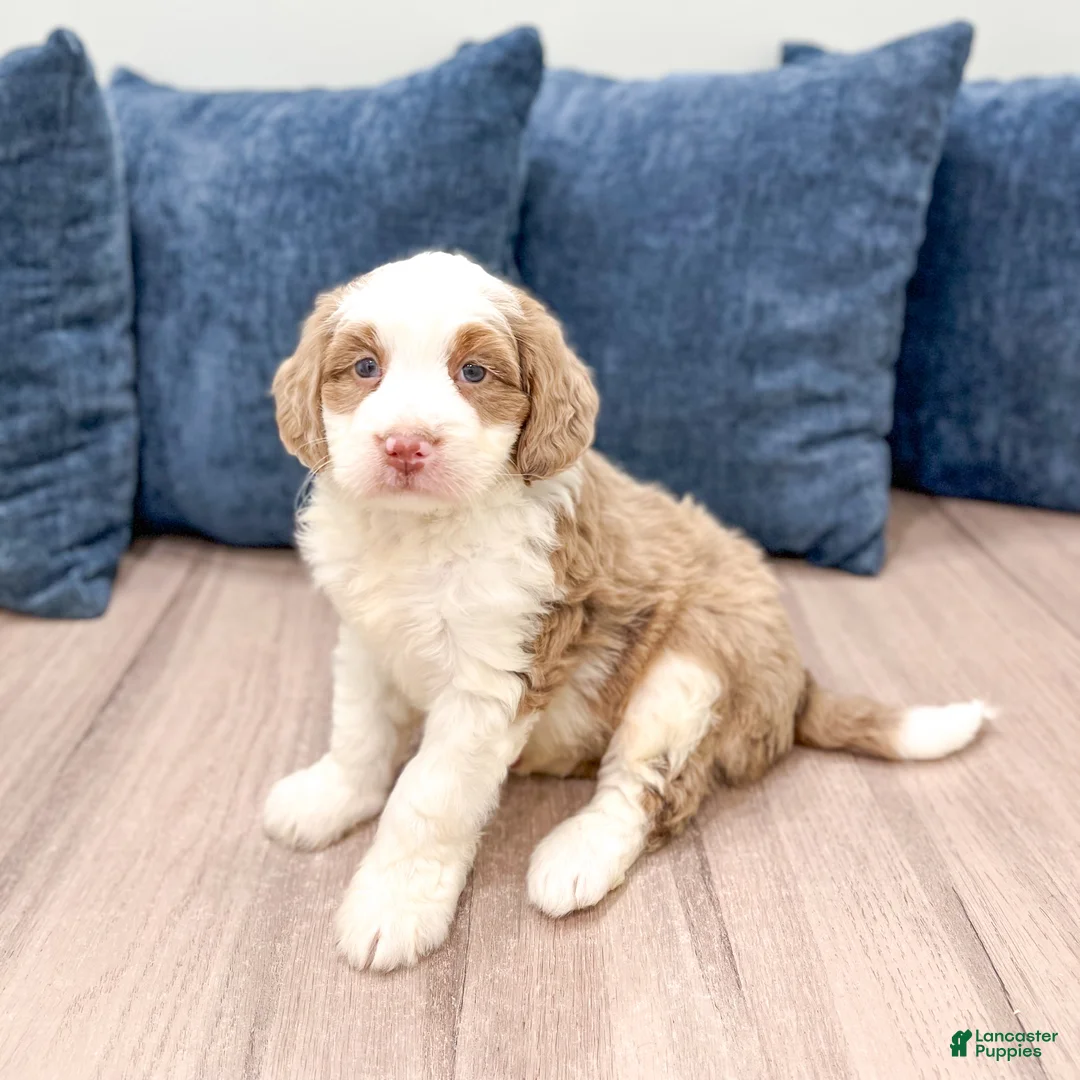Mini Bernedoodle dogs for sale: Oakley - Ad 2