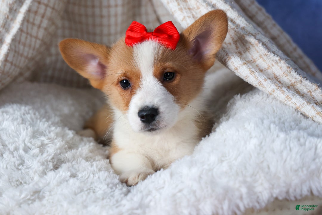 Welsh Corgi Pembroke dogs for sale: Mack - Ad 13
