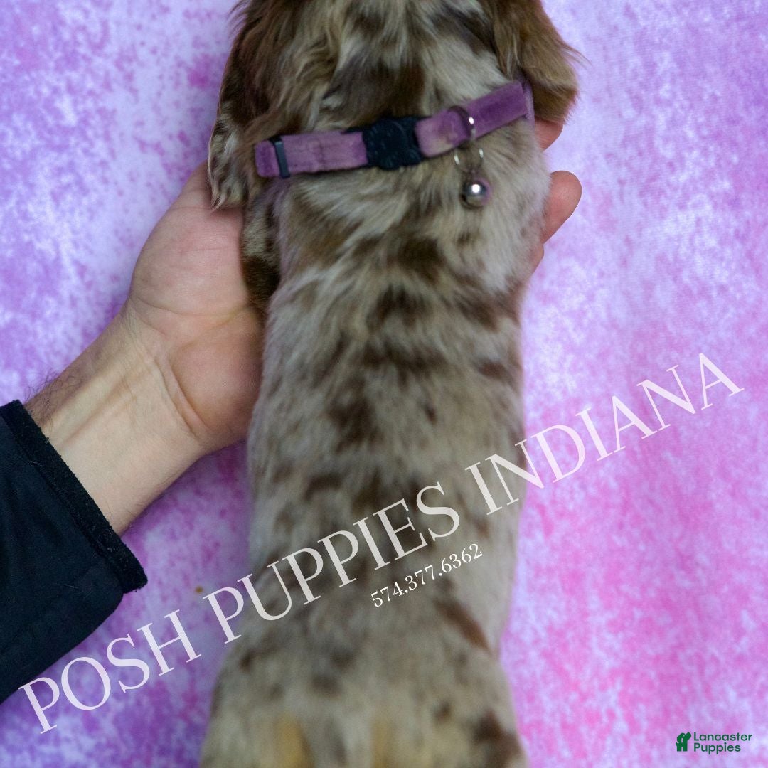 Miniature Dachshund dogs for sale: Zues - Ad 7