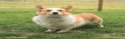 Welsh Corgi Pembroke dogs for sale: Pringles - Ad 7