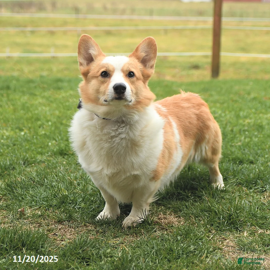 Welsh Corgi Pembroke dogs for sale: Pringles - Ad 7