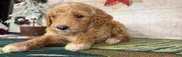 Miniature Poodle dogs for sale: Stella - Ad 2