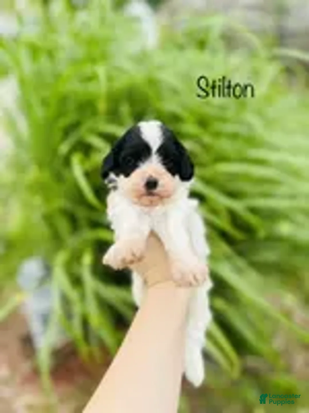 Cavapoo dogs for sale: Stilton  - Ad 2