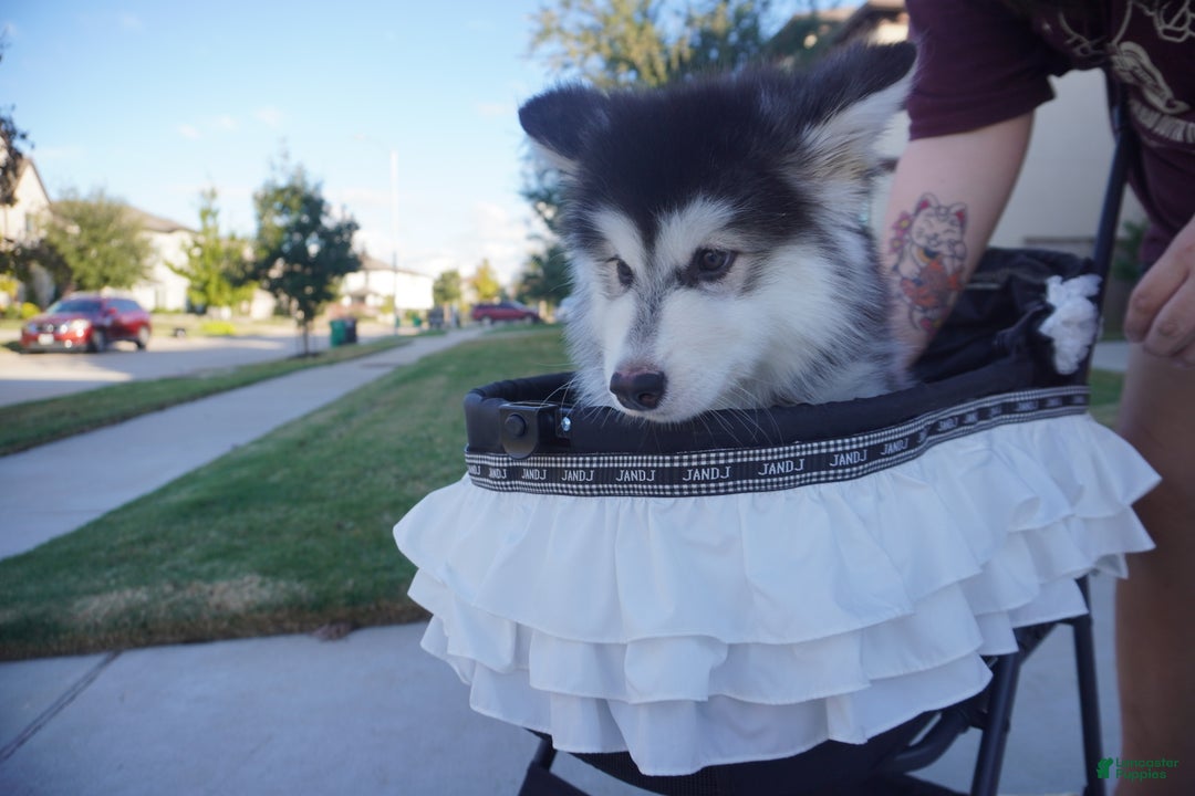 Alaskan Malamute dogs for sale: Xiao Hong - Ad 13