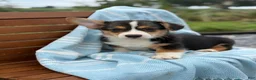 Welsh Corgi Pembroke dogs for sale: Jett - Ad 12