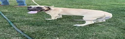 Mixed Breed dogs for sale: Biggie - Ad 4