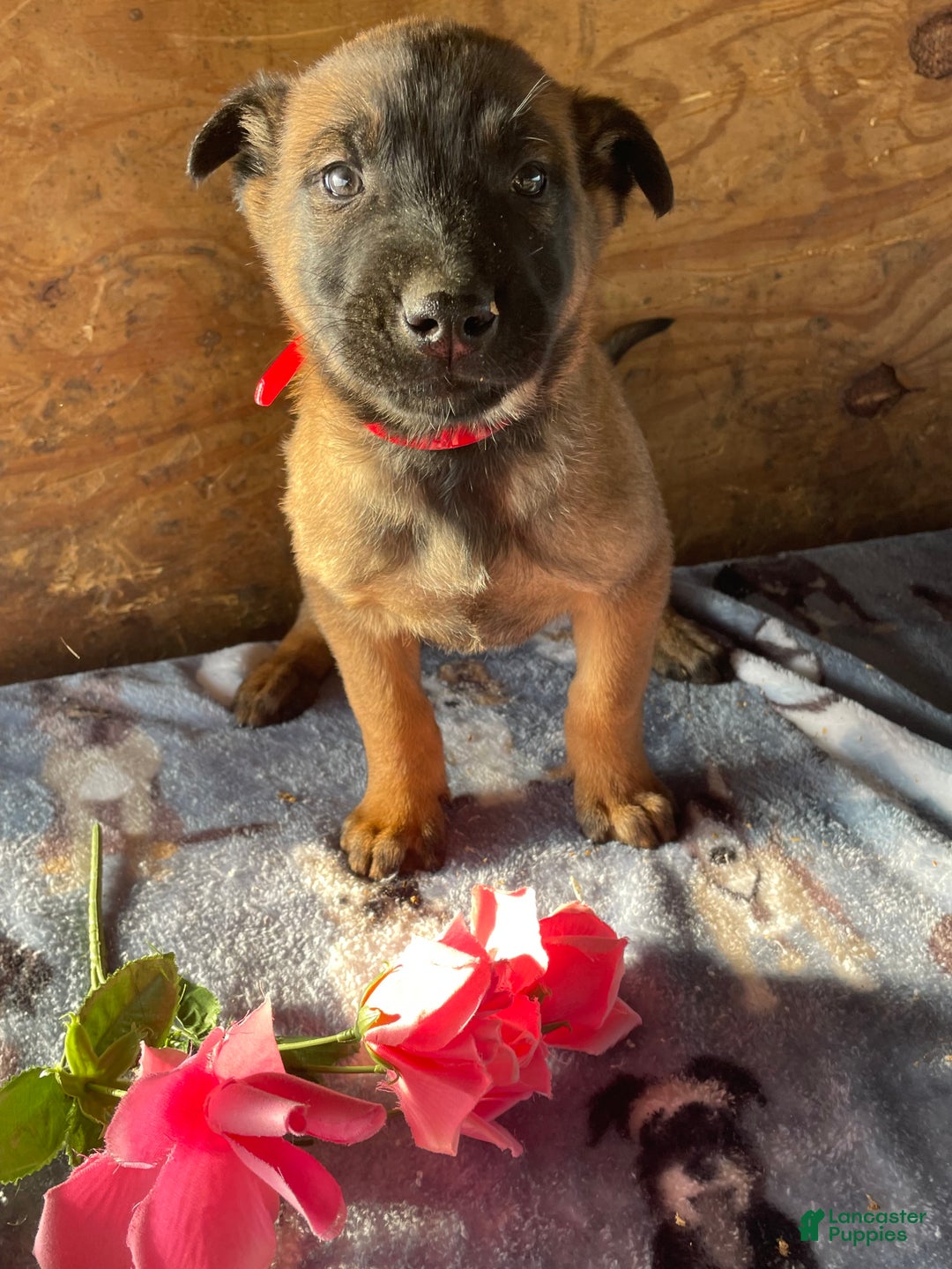 Belgian Malinois dogs for sale: Ryder - Ad 4