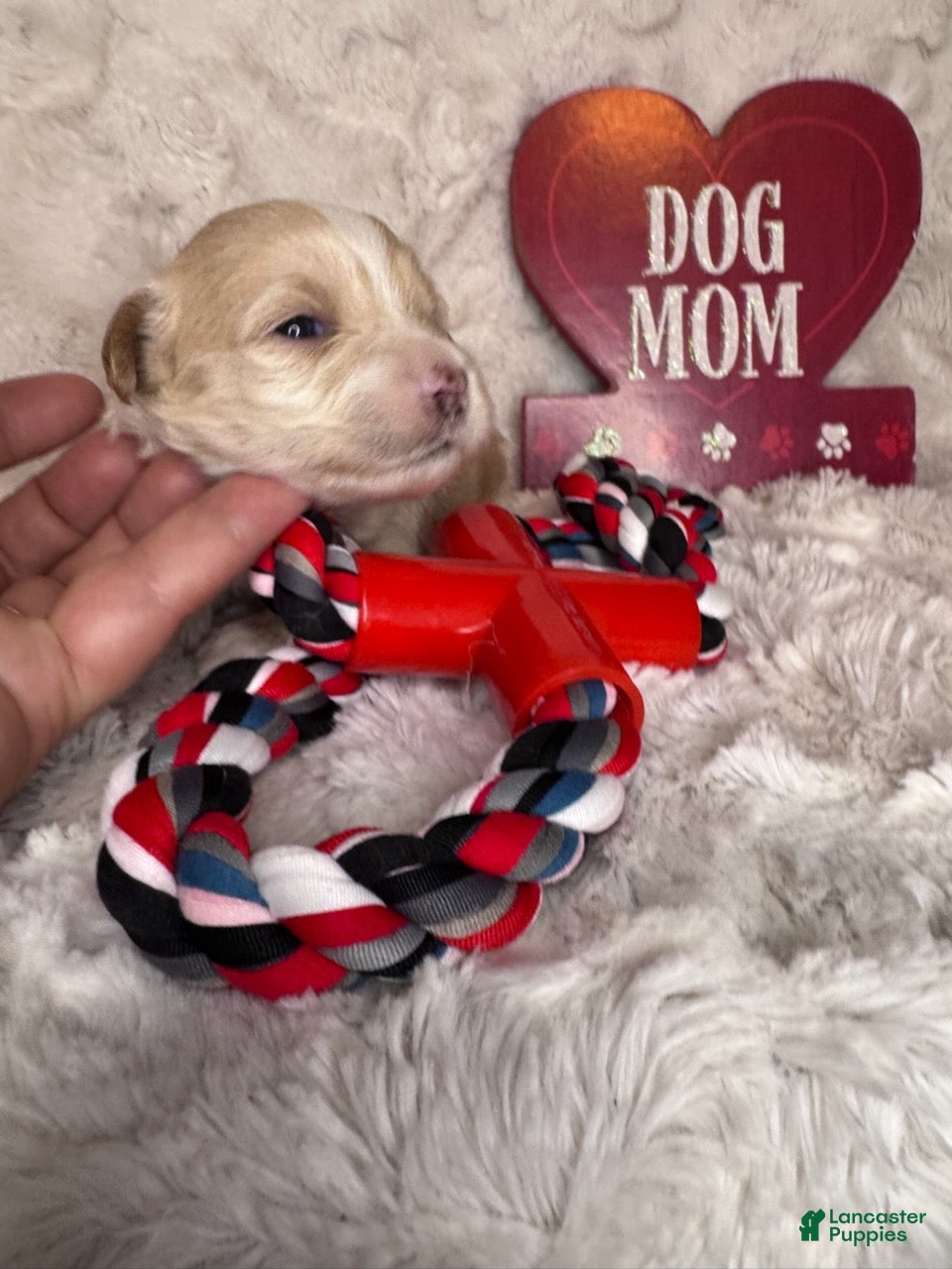 Maltipoo dogs Snoopy - Ad 2