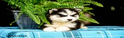 Pomsky dogs for sale: Rosie - Ad 3