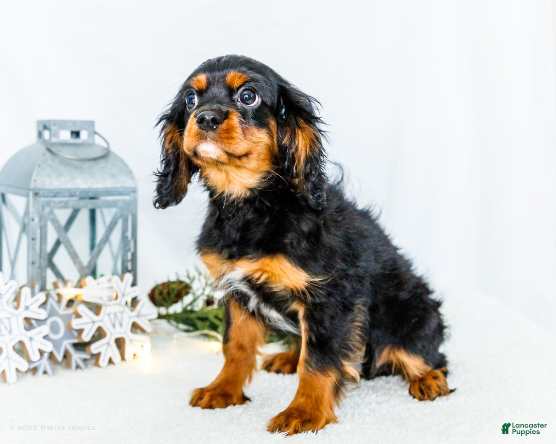 Cavalier King Charles Spaniel dogs for sale: Kringle - Ad 5