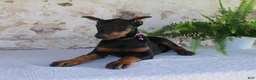 Doberman Pinscher dogs for sale: Sheila - Ad 5