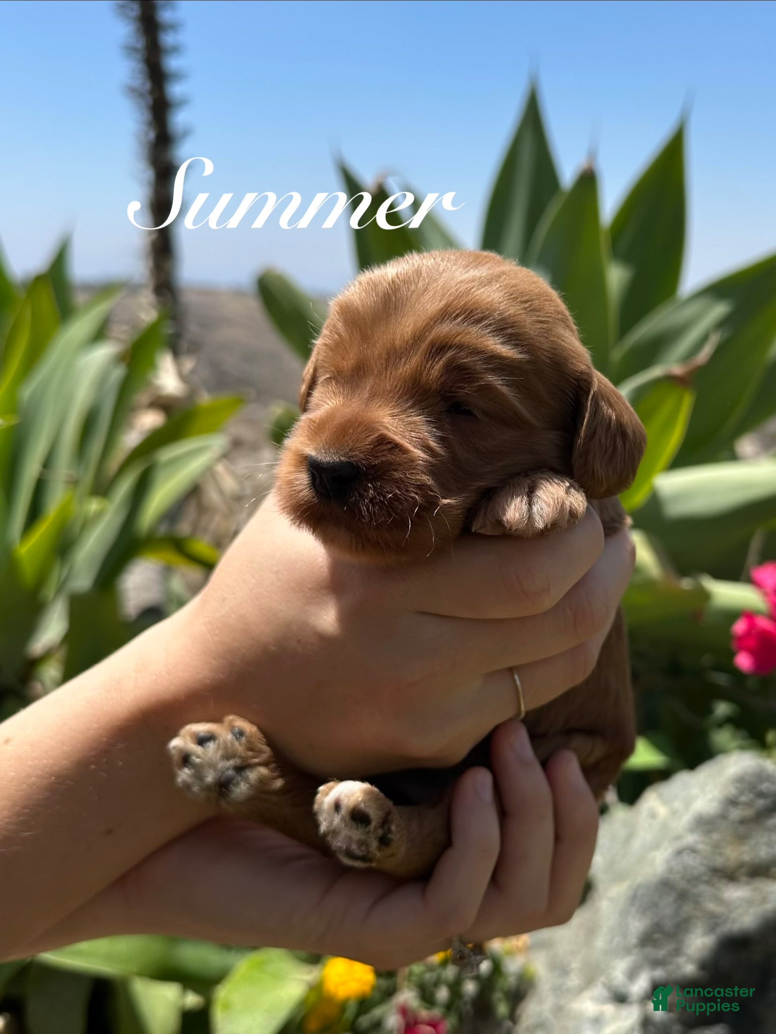 Australian Labradoodle dogs for sale: Summer - Ad 1