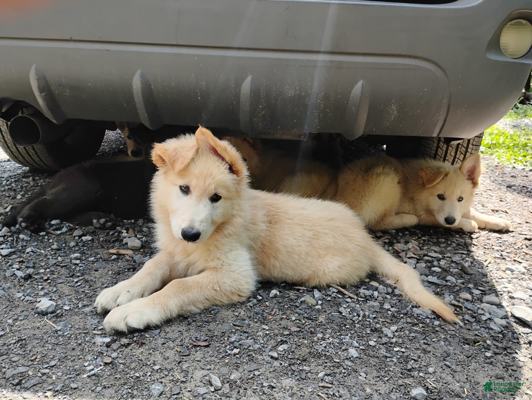 Grizzly Bear, AKC w/ German blood line for sale in Canandaigua