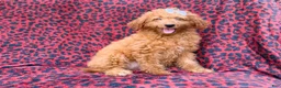 Mini Goldendoodle dogs for sale: Darcy - Ad 3