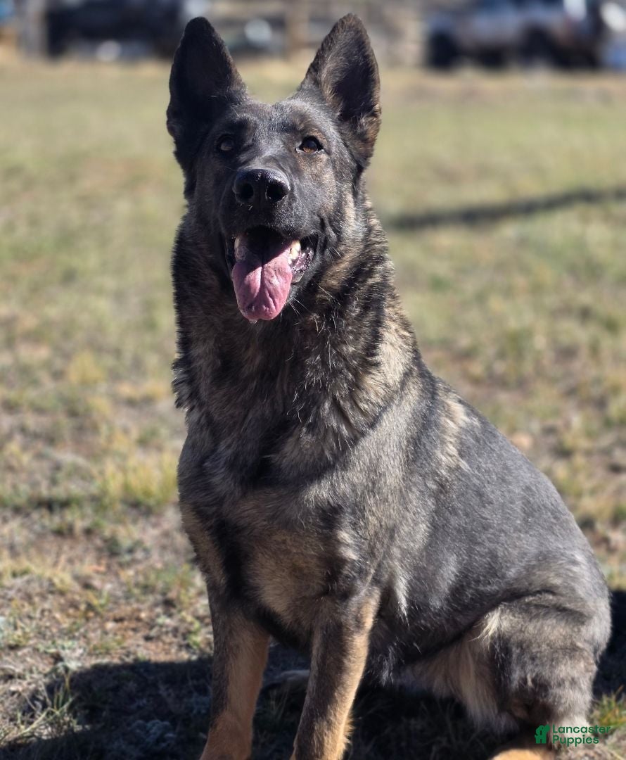 German Shepherd dogs Girl (Red) - Ad 2