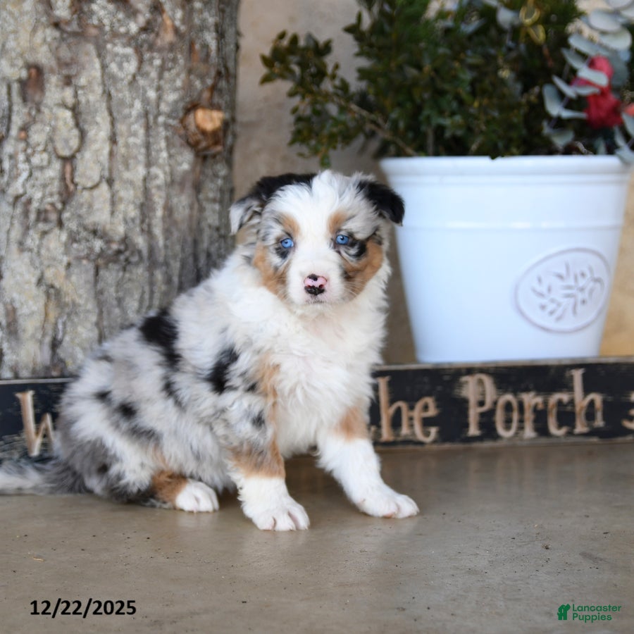 Australian Shepherd dogs Patrick - Ad 3