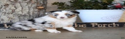 Australian Shepherd dogs for sale: Patrick - Ad 1