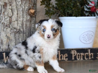 Australian Shepherd dogs Patrick - Ad 5