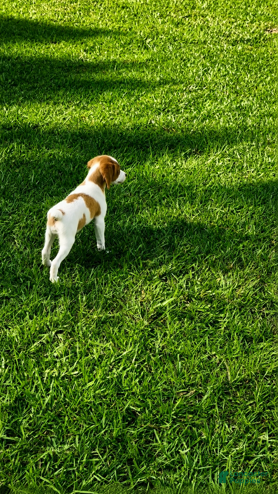 Brittany Spaniel dogs Callie - Ad 2