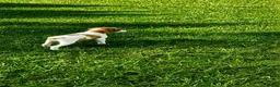 Brittany Spaniel dogs for sale: Callie - Ad 2
