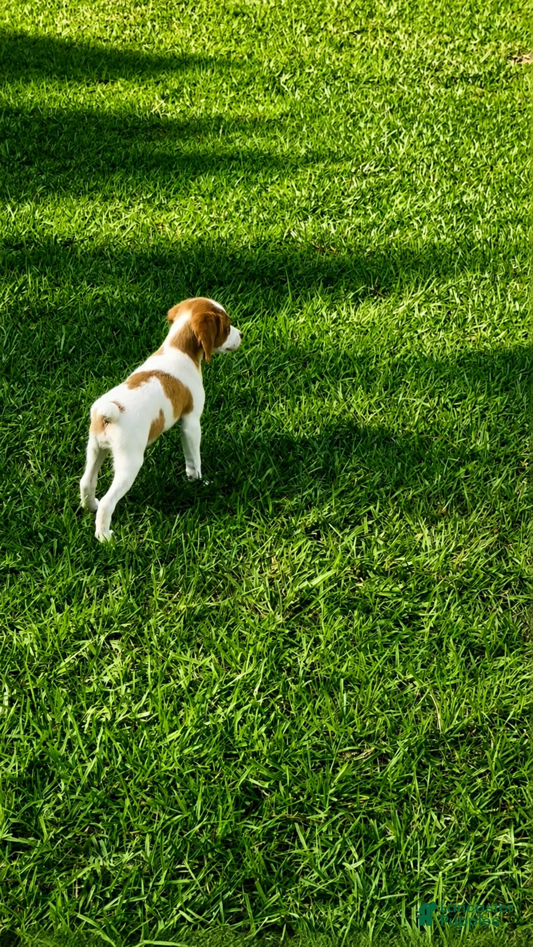 Brittany Spaniel dogs for sale: Callie - Ad 2