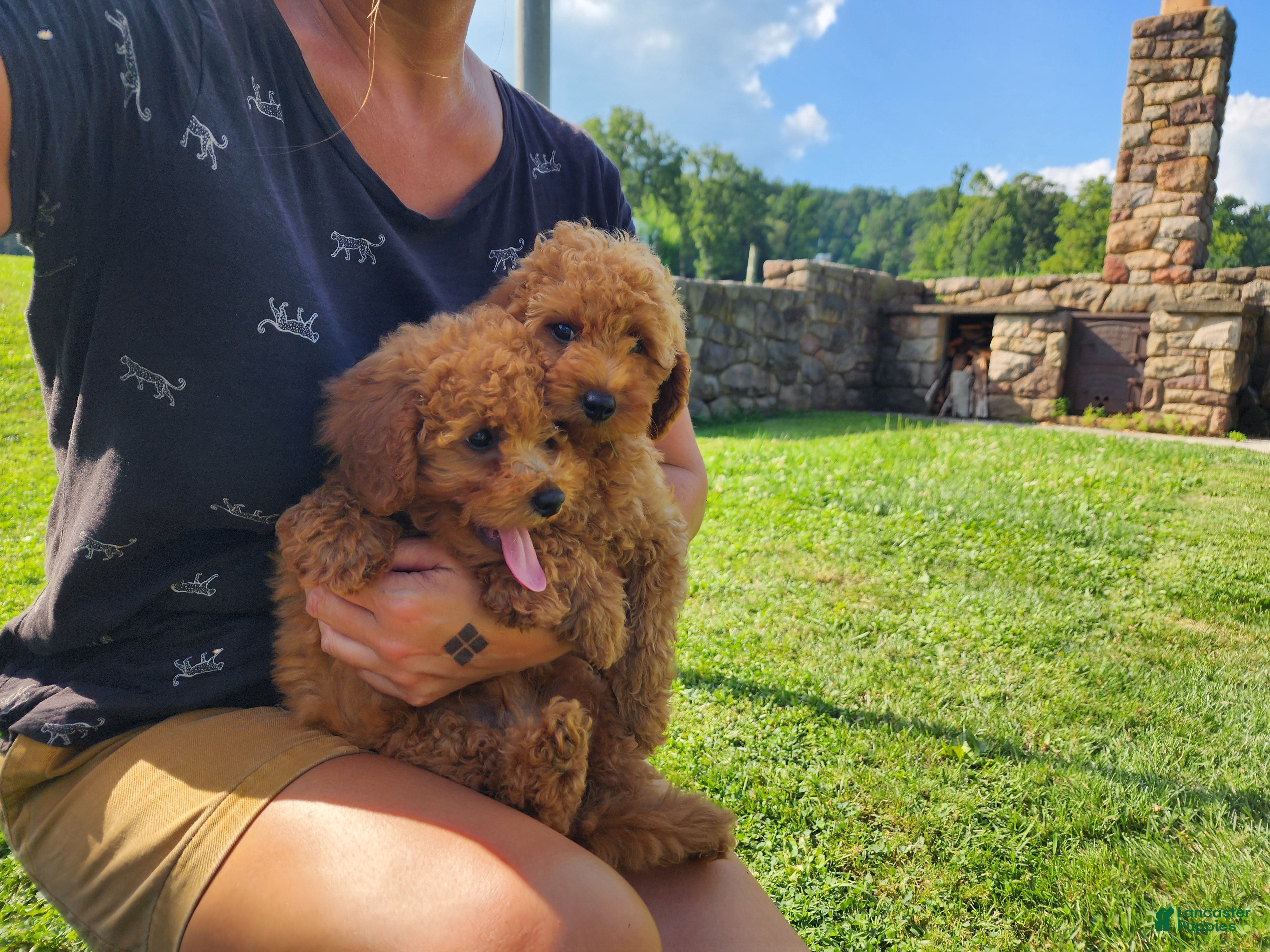 Mini Goldendoodle dogs for sale: Max orange collar - Ad 1